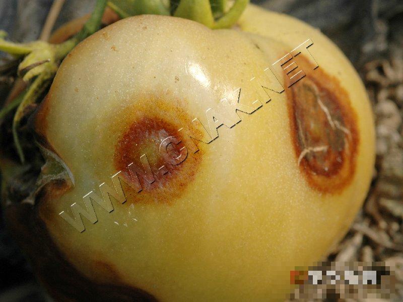 番茄斑萎病毒病