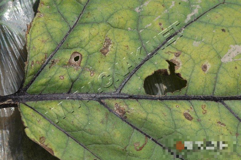 茄子斑枯病