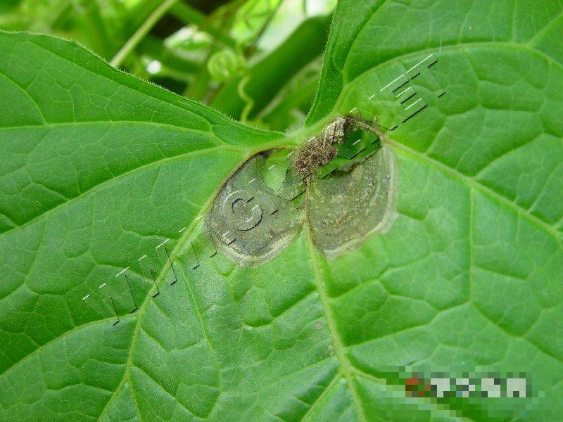 瓠瓜灰霉病