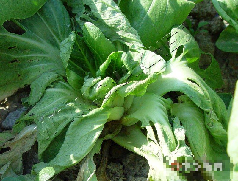 青菜软腐病
