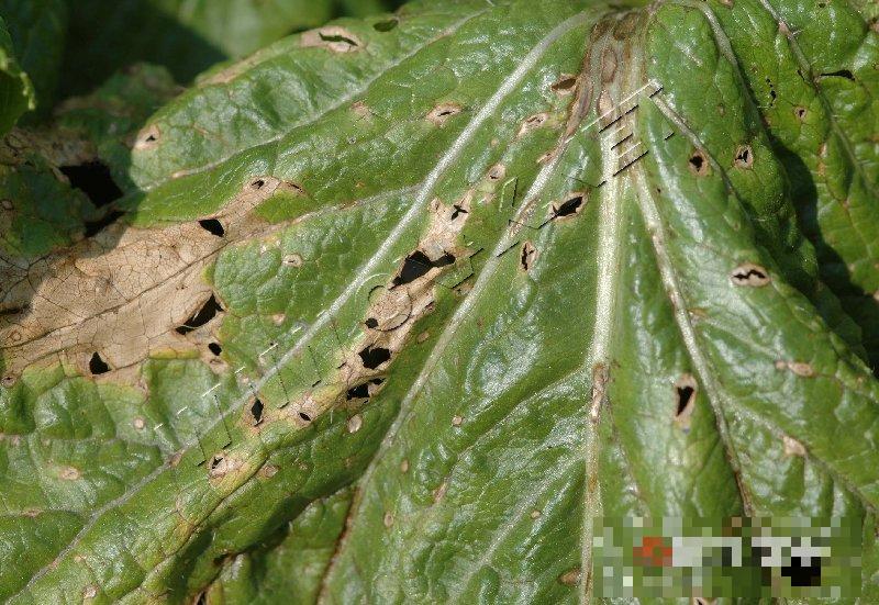 大白菜细菌性角斑病