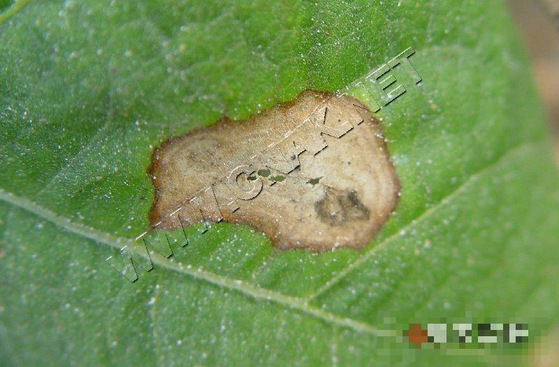 菜豆轮纹病