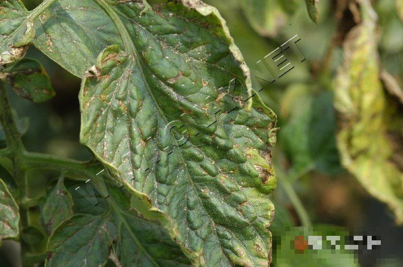 番茄斑枯病