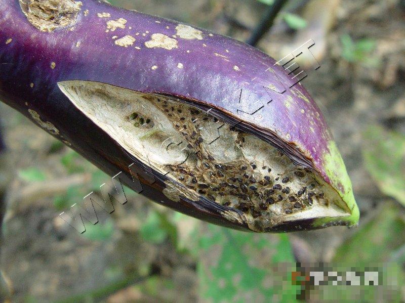 茄子裂果