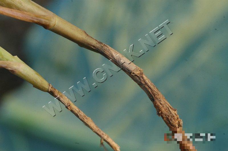 花椰菜黑根病