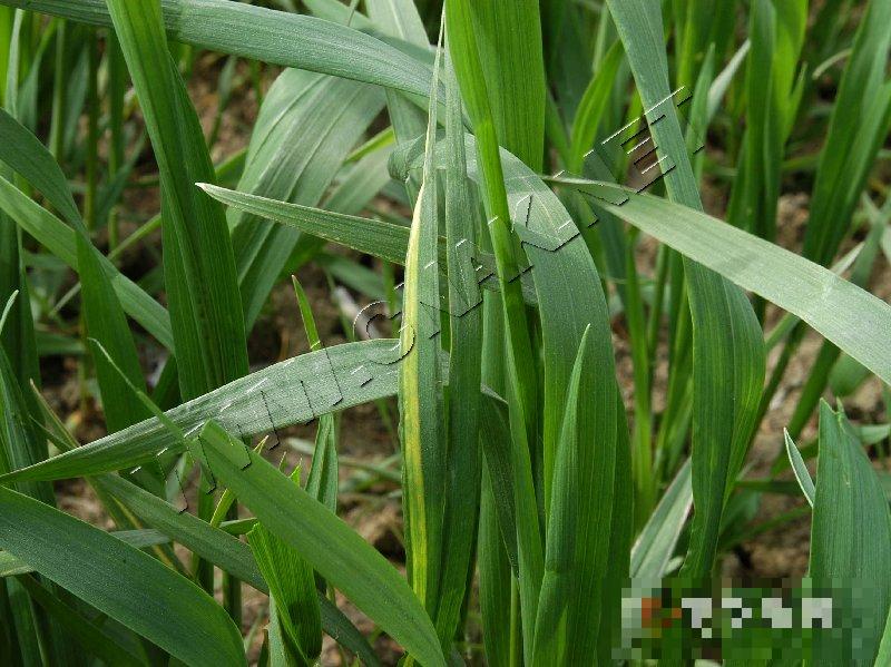 小麦梭条斑花叶病