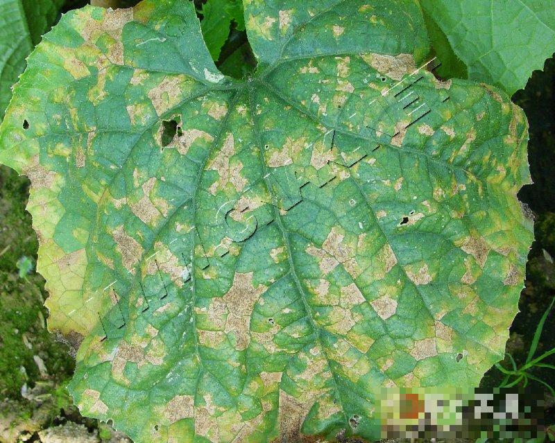 黄瓜细菌性角斑病