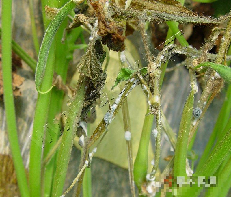 菜豆菌核病