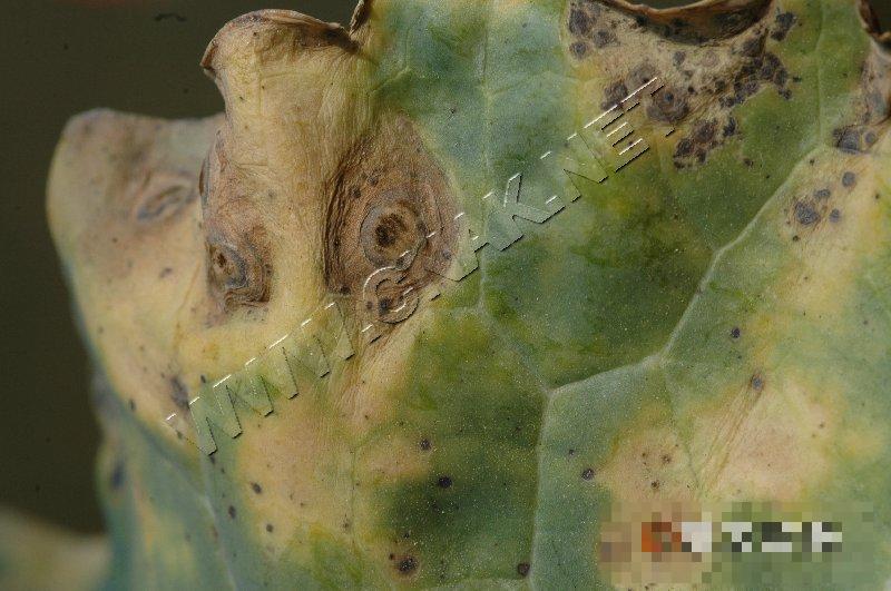 青花菜黑斑病