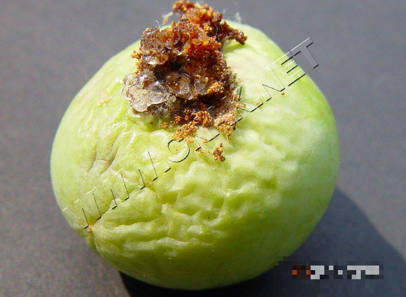 李小食心虫