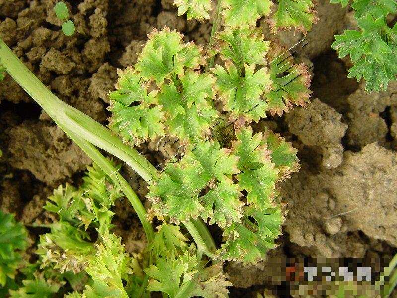 香芹肥害