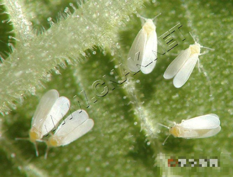 温室白粉虱
