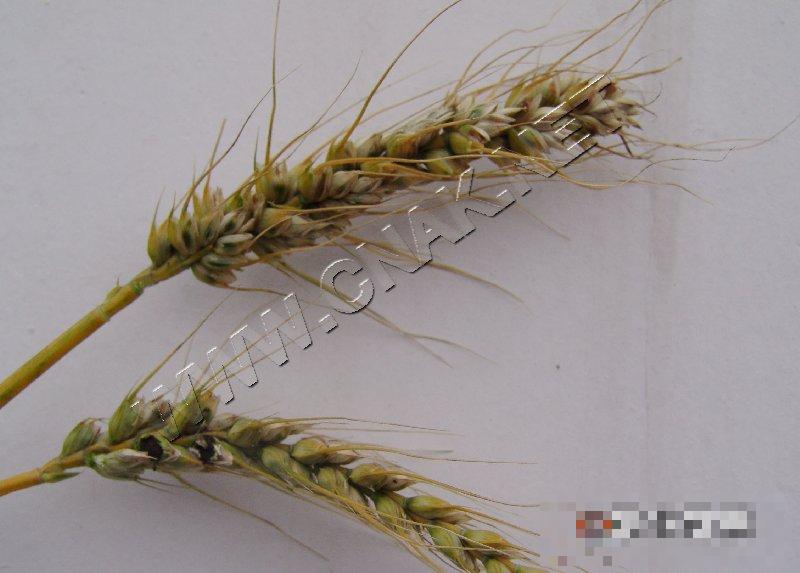 小麦腥黑穗病 小麦腥黑穗病