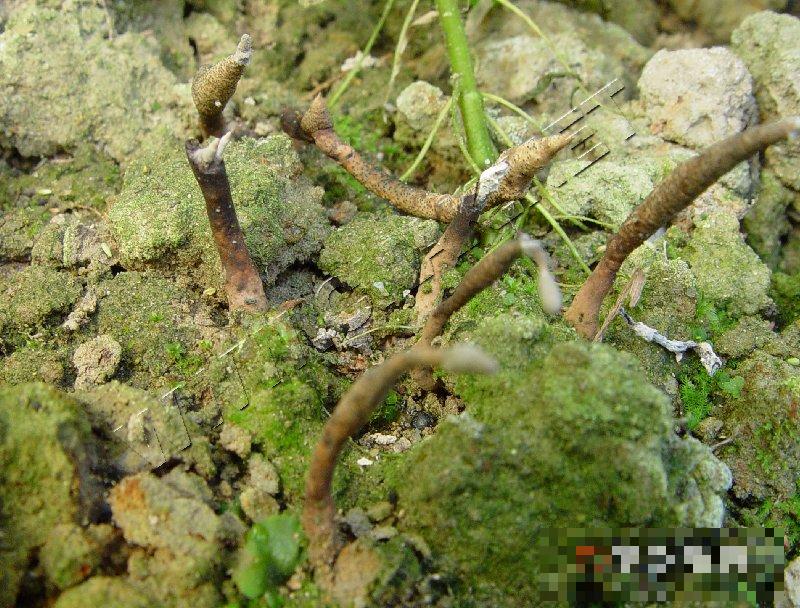 鸡爪菌