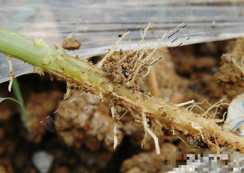 黄瓜沤根