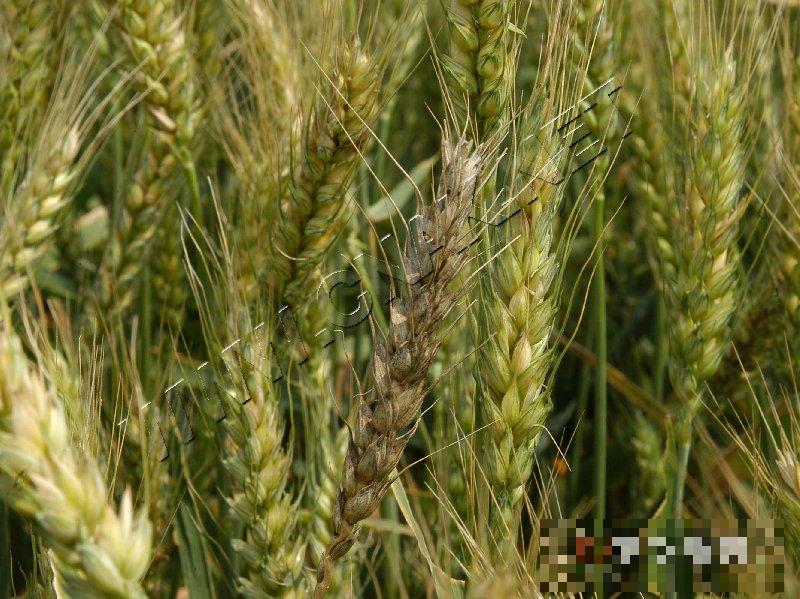 小麦腥黑穗病 小麦腥黑穗病