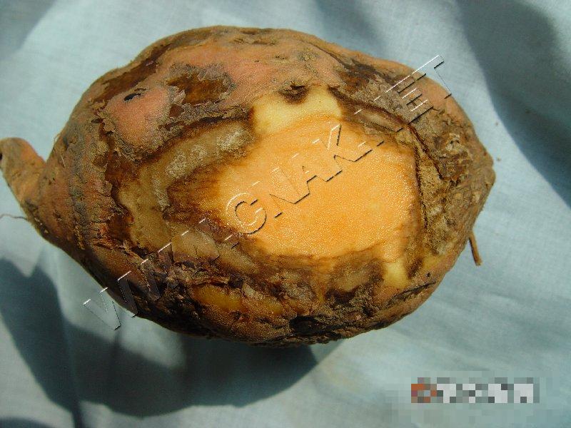 甘薯黑斑病