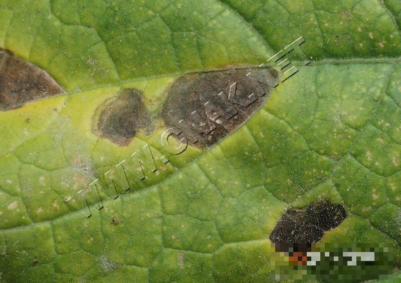 瓠瓜细菌性角斑病