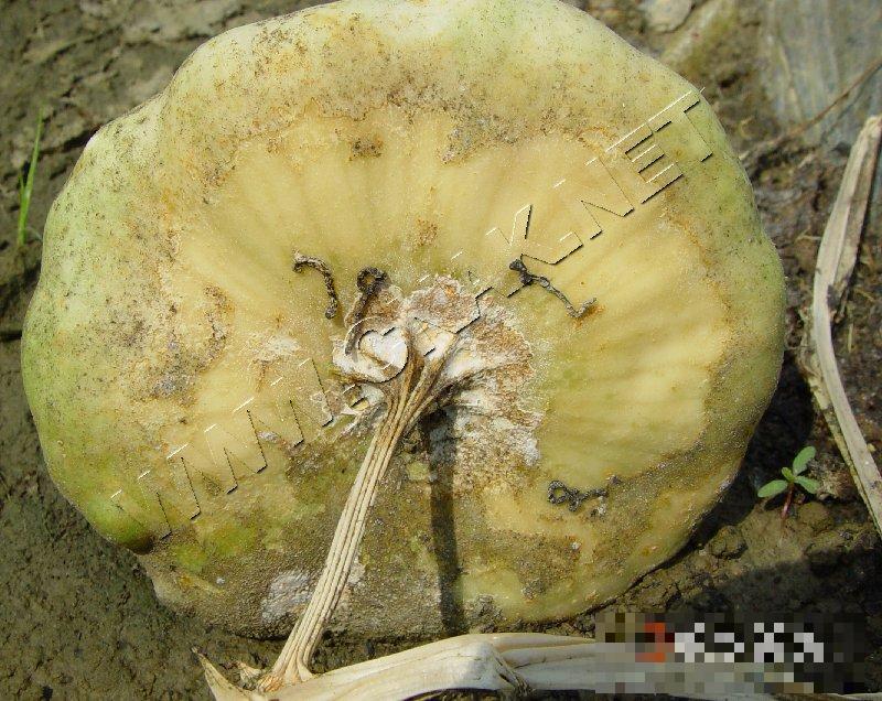 飞碟瓜蔓枯病