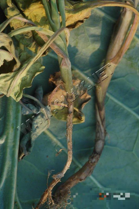 青花菜立枯病