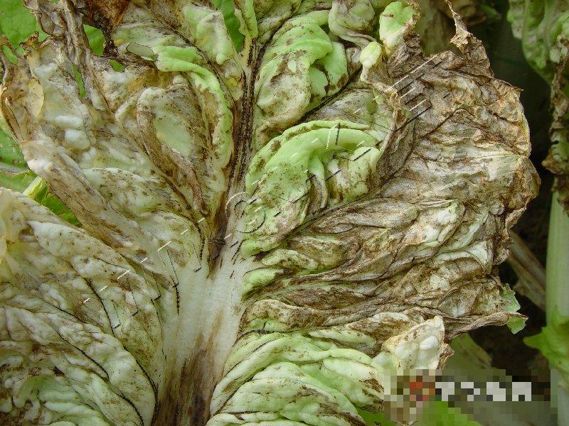 大白菜病毒病