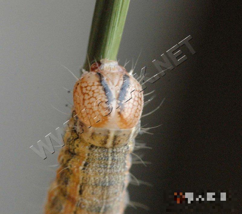 粘虫