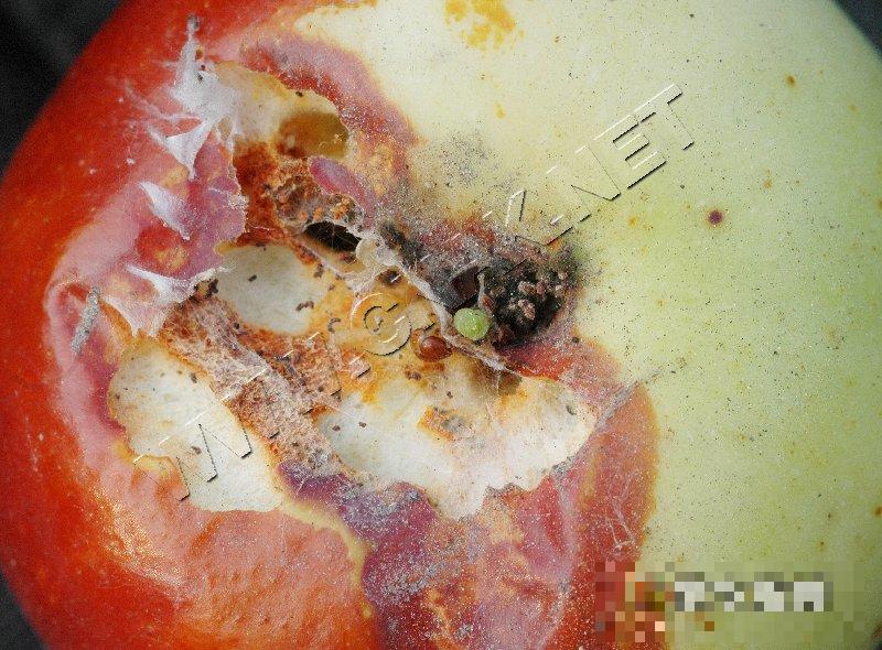 桃小食心虫