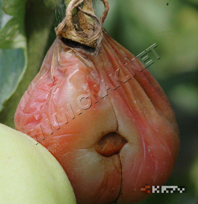番茄假单胞果腐病