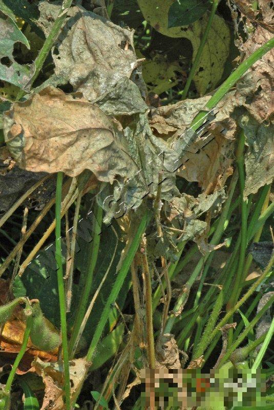 大豆菌核病