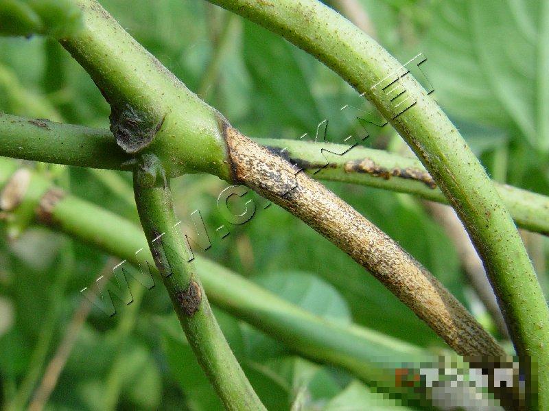 扁豆茎枯病