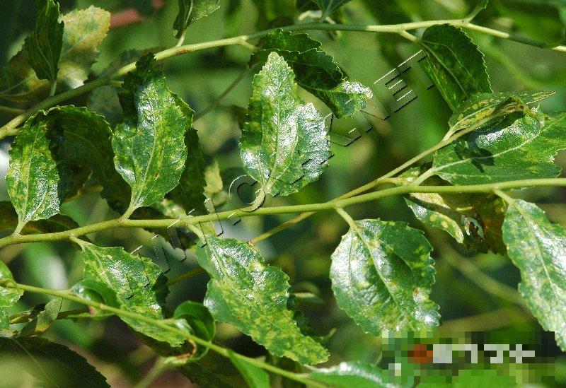 枣树花叶病