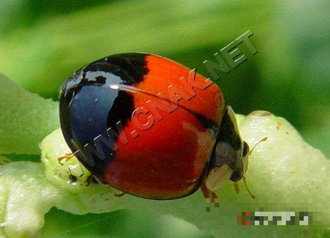 烟粉虱