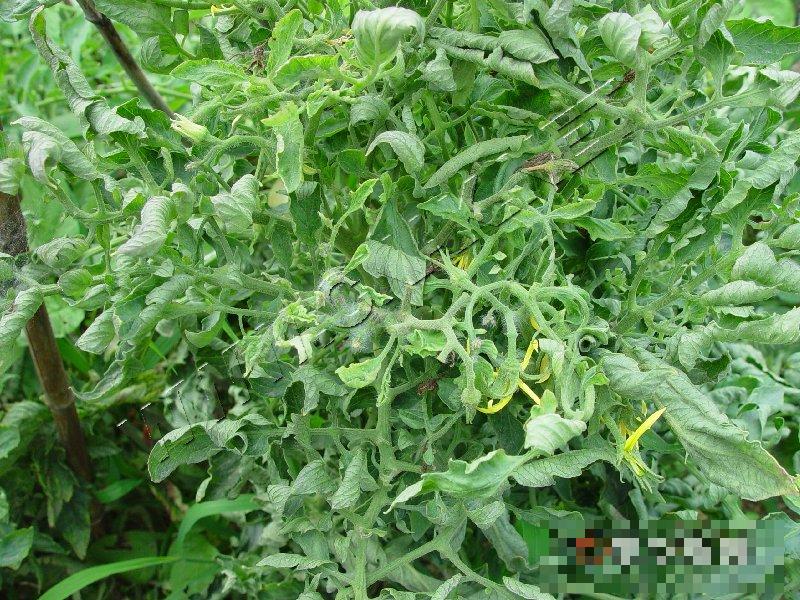 番茄生理性卷叶病