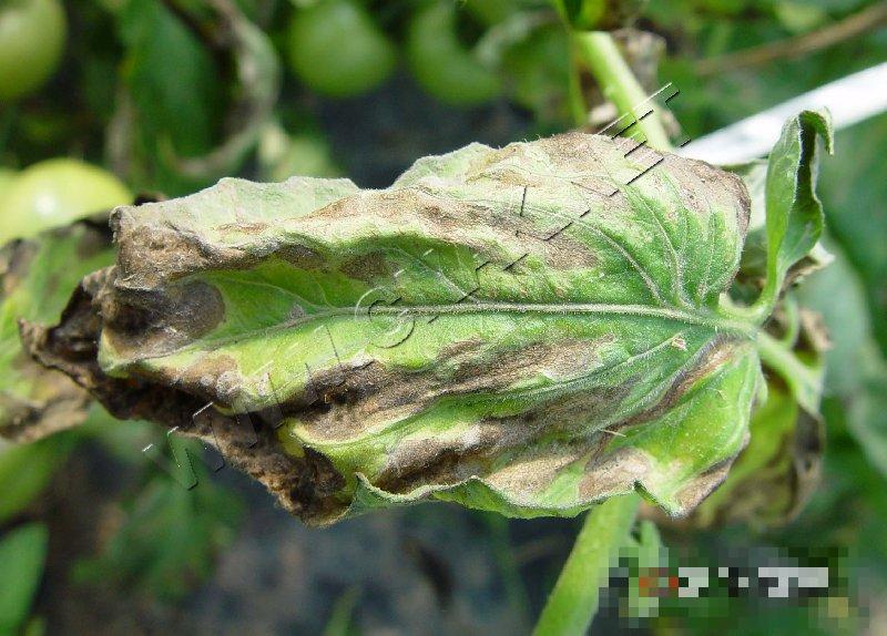 番茄低温障碍和冻害