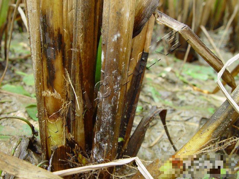 水稻菌核秆腐病