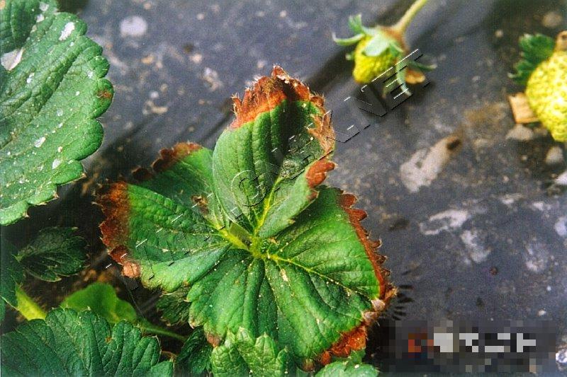 草莓根腐病