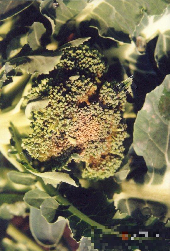 青花菜软腐病