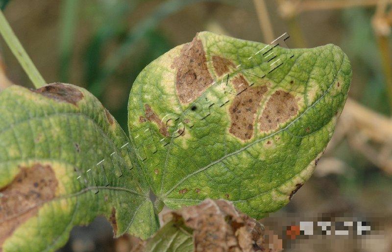 大豆细菌性斑疹病