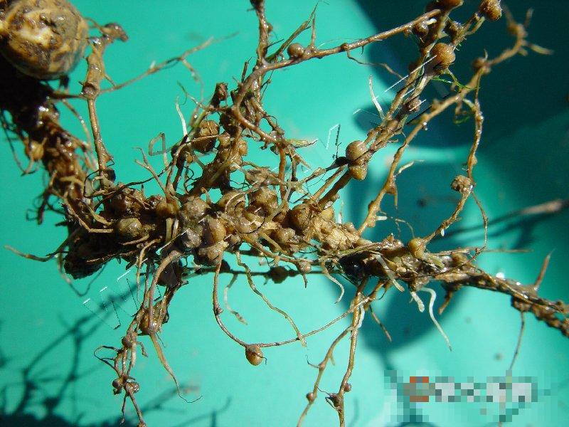 花生根结线虫病