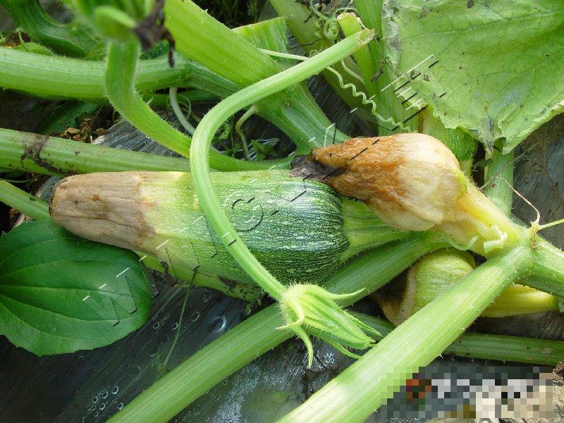 西葫芦镰刀菌果腐病