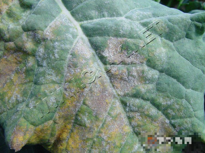 青花菜霜霉病