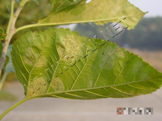 桑里白粉病