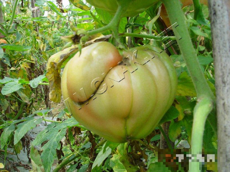 番茄变形果