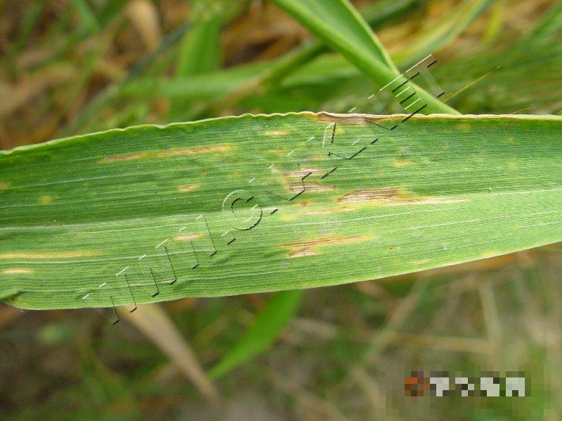 小麦蠕孢叶斑根腐病