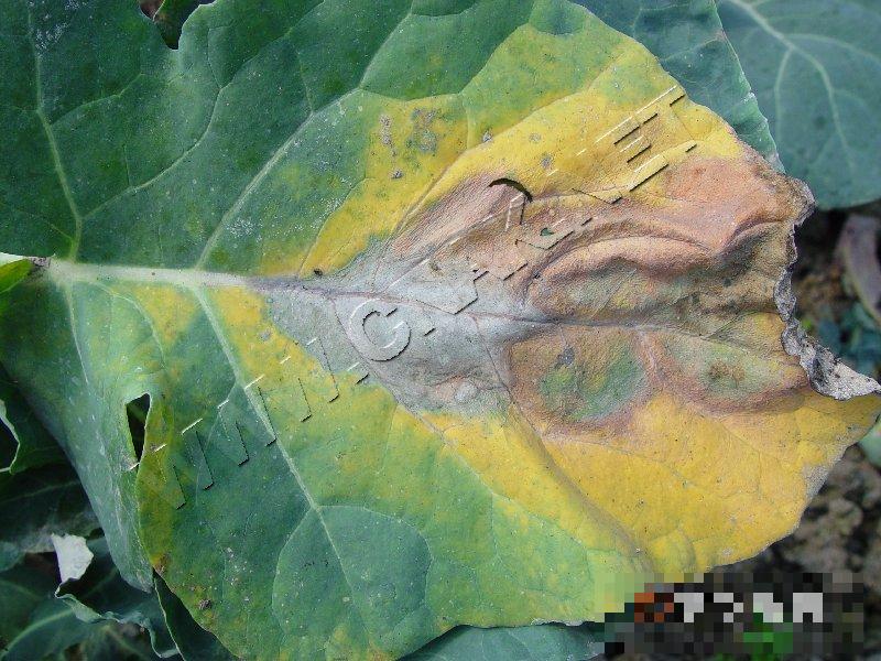 青花菜黑腐病