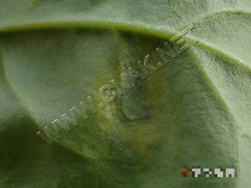 菠菜霜霉病