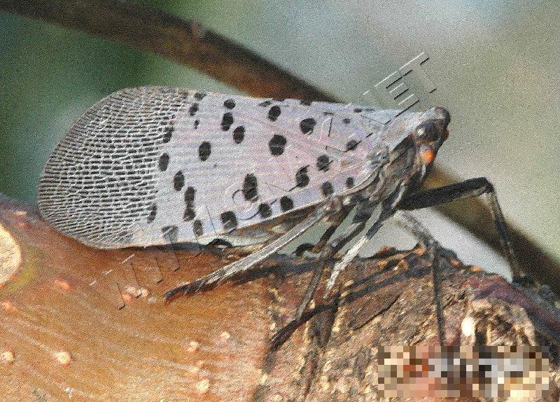 斑衣蜡蝉