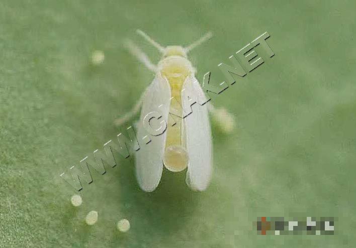 烟粉虱