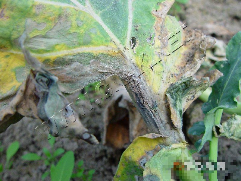 青花菜灰霉病