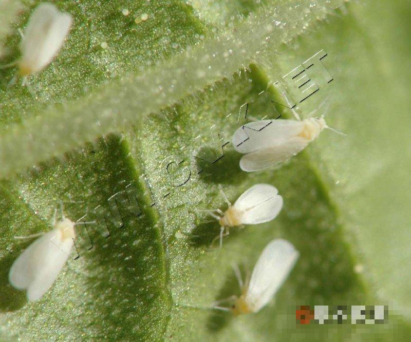 温室白粉虱